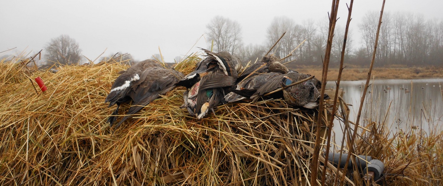 sauvie island goose hunting days